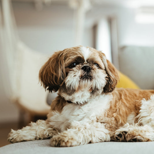 Why Regular Bathing is Essential for Pets | MrJerry Petcare Products