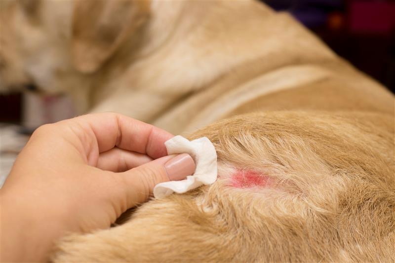 Best Dog Shampoo for Skin Infection & Itchy Skin | Mrjerry Pet Care
