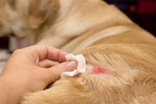 Best Dog Shampoo for Skin Infection & Itchy Skin | Mrjerry Pet Care