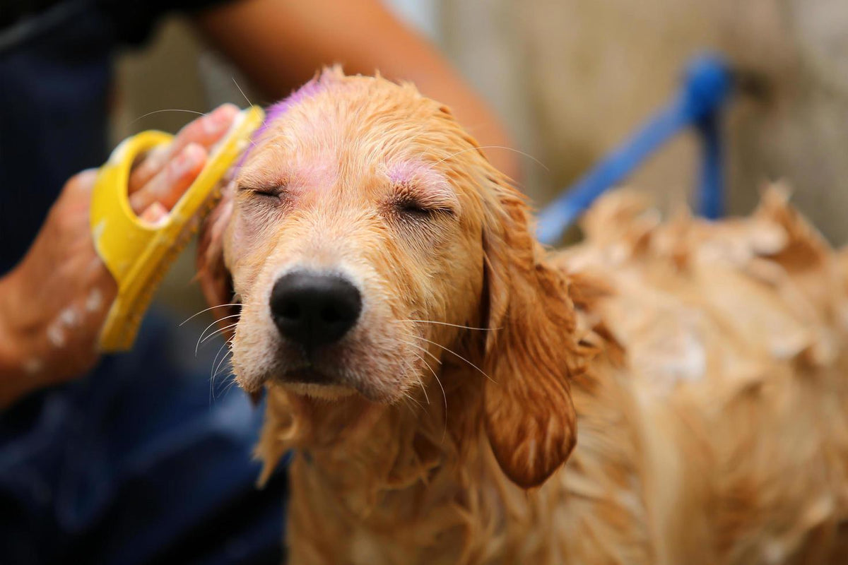 Best Anti Tick and Flea Shampoo for Dogs | Mrjerry Pet Care Products - Mr.Jerry 