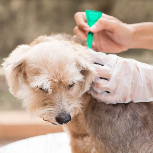 How to Safely Remove Ticks from Dogs – Pet Parent’s Grooming Guide | Mrjerry Petcare Products